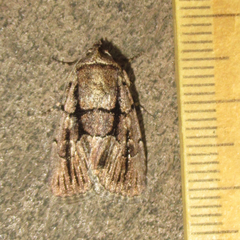 Sympistis infixa