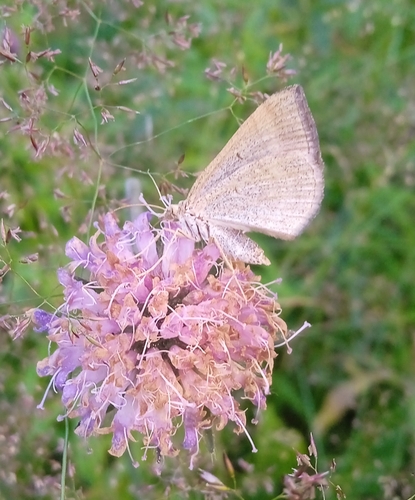 Shaded Broad-bar