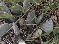Opuntia basilaris brachyclada