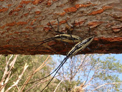 Ptychodes taeniotoides