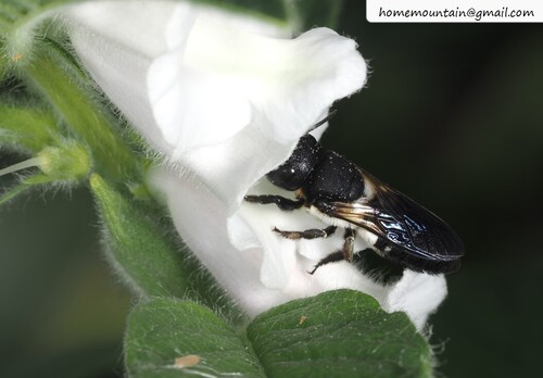 Megachile disjunctiformis