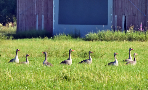 Greylag Goose