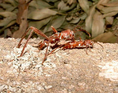 Neoclytus cacicus
