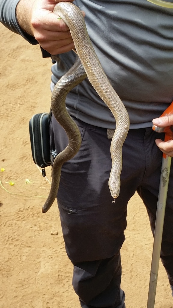 Coastal Rosy Boa in April 2017 by briannamrios · iNaturalist