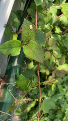 Persicaria chinensis