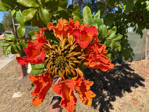 African tulip tree