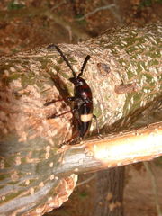 Lissonotus flavocinctus