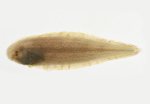 Shortnose tongue sole (Cynoglossus abbreviatus) — Cynoglossidae — 2