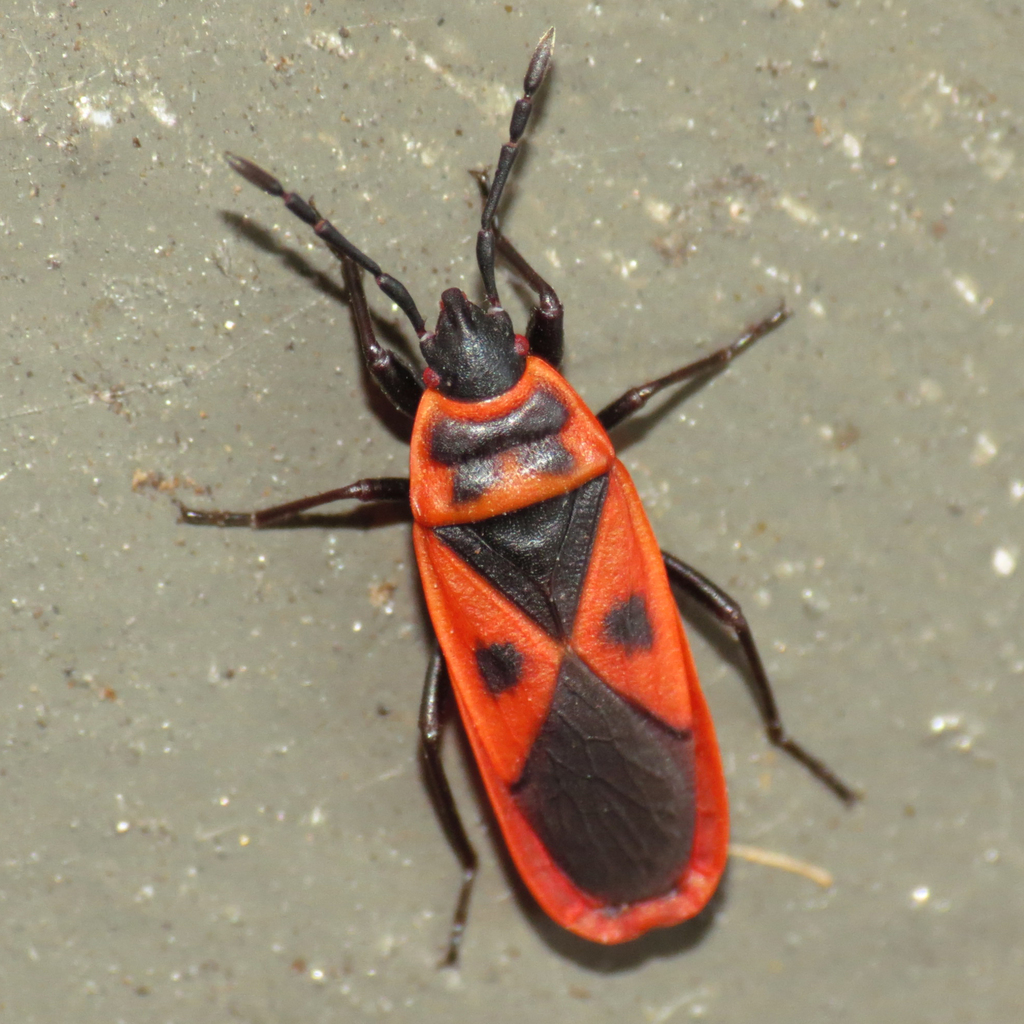 Red Bugs (Family Pyrrhocoridae) · iNaturalist