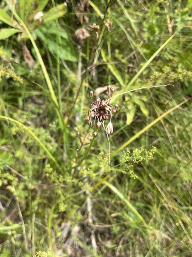 field garlic