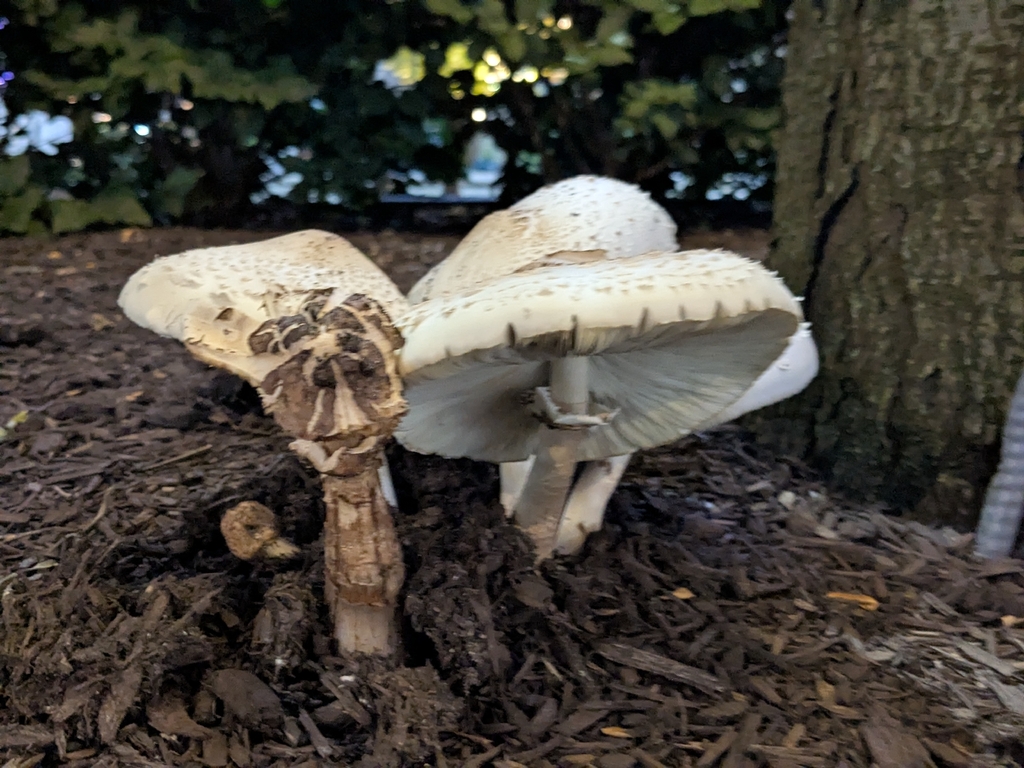 Green-spored Parasol · July 2026 · photo: Photo: (c) Hannah Jones, some rights reserved (CC BY) · iNaturalist
