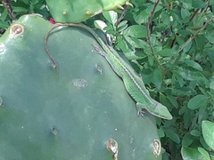 Anolis carolinensis