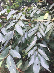 Glochidion acuminatum