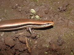 Marisora brachypoda