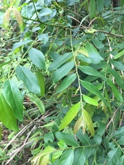 Glochidion acuminatum