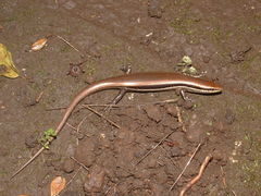 Marisora brachypoda
