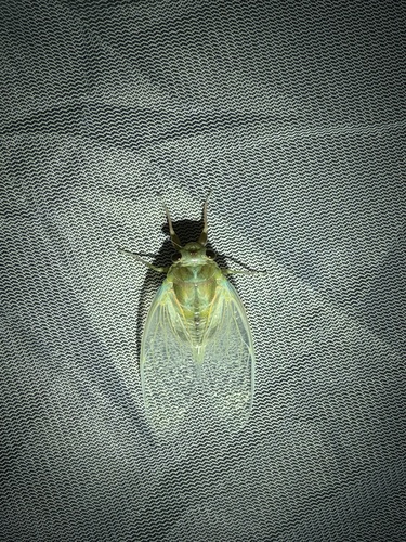 Robust Cicada