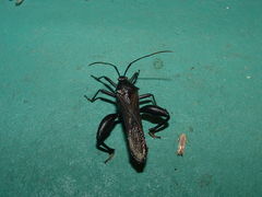 Grammopoecilus angustatus