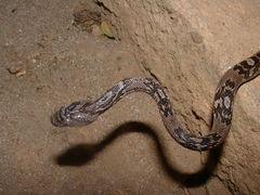 Trimorphodon quadruplex