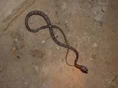 Trimorphodon quadruplex