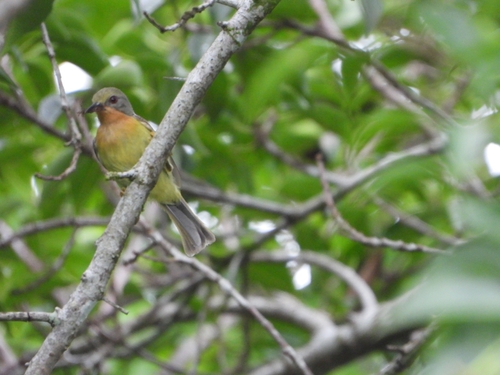 Ruby-cheeked Sunbird