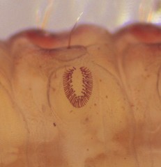 Cryptophlebia