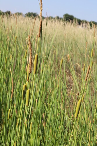 Graceful Cattail