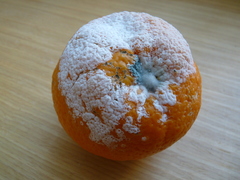 Penicillium digitatum