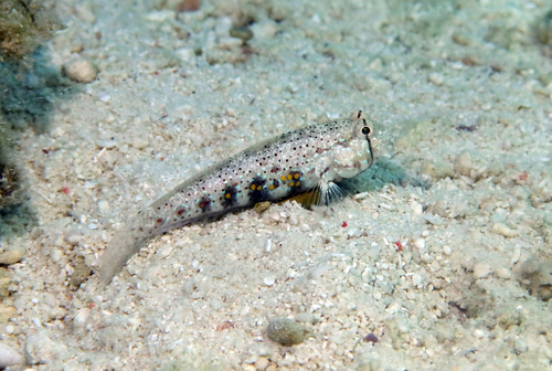 Gnatholepis ophthalmotaenia observed 2026-07-16