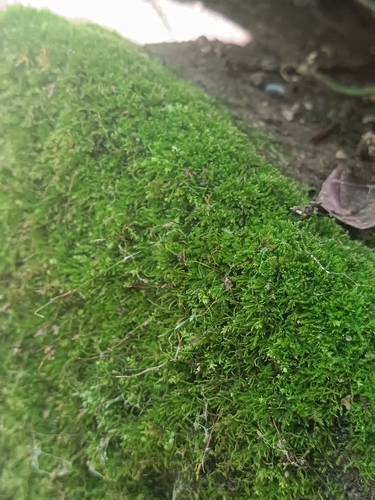 Amblystegium serpens observed 2026-07-16