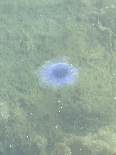Blue Jelly