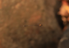 Prodasineura croconota