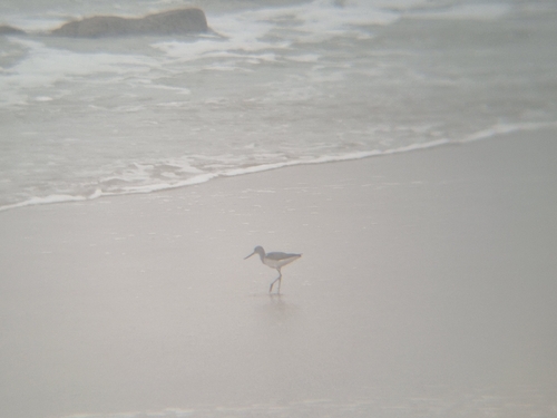 Common Greenshank
