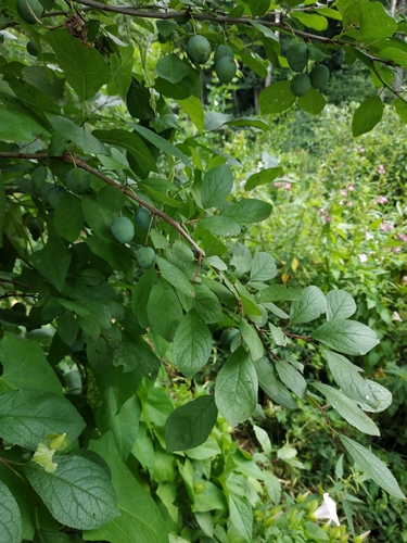 Наблюдение на iNaturalist