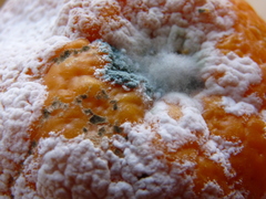 Penicillium digitatum