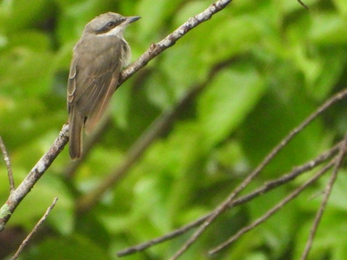Large Woodshrike (Tephrodornis virgatus), photo 5
