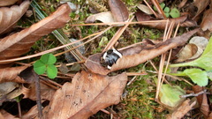 Poecilocoris lewisi