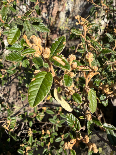 Pomaderris prunifolia, 2026-07-07
