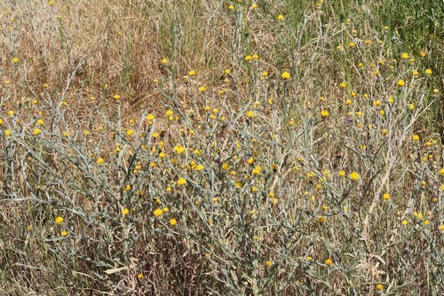Yellow Star-Thistle