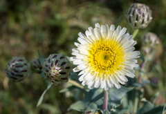 Malacothrix coulteri