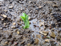 Pisum sativum sativum