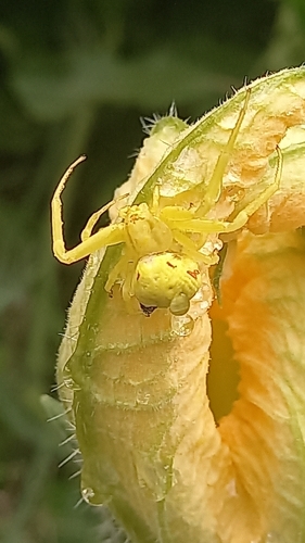 Goldenrod Crab Spider