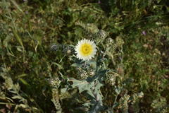 Malacothrix coulteri