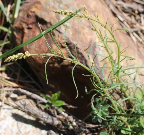 Reseda glauca, photograph 3