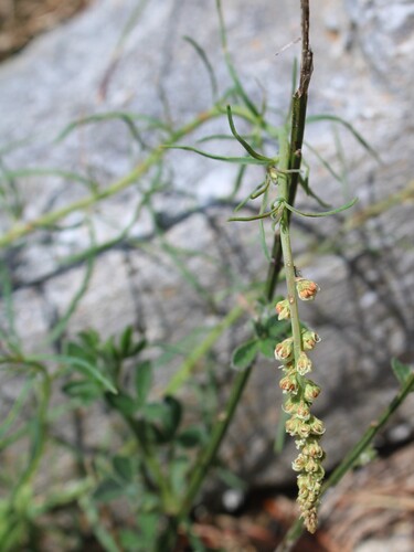 Reseda glauca, photograph 2