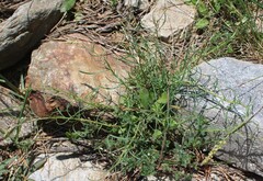 Reseda glauca, photograph (c) Lídia Carrera, some rights reserved (CC BY)