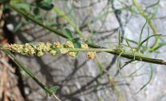 Reseda glauca, photograph (c) Lídia Carrera, some rights reserved (CC BY)
