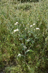 Malacothrix coulteri