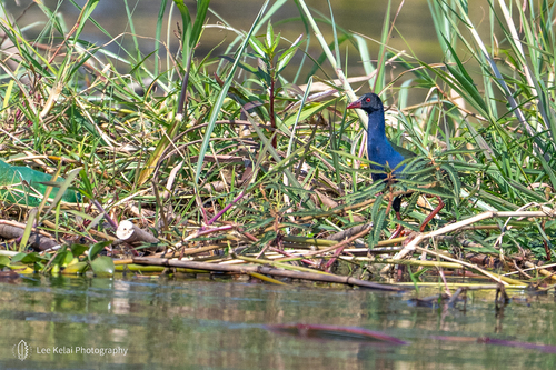 iNaturalist image