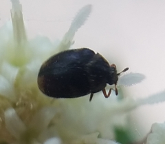 Cryptorhopalum apicale